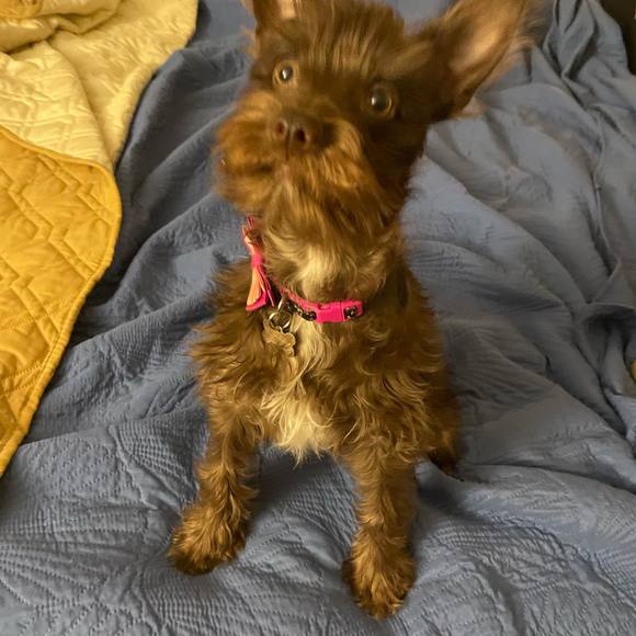 Meet your Posher, Nancy - Picture 1 of 1